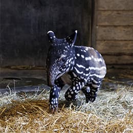 Få 13 % på entré og Zookort hos ZOO København
